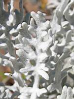Cineraire maritime - Senecio cineraria (en Corse) (03) (Photo F. Mrugala)